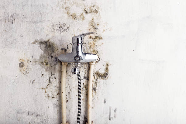 Best Local Mold Removal Service  in Syracuse, IN