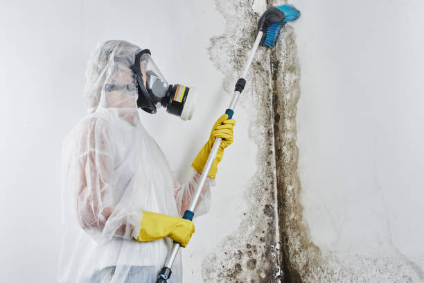 Best Mold Damage Repair  in Syracuse, IN