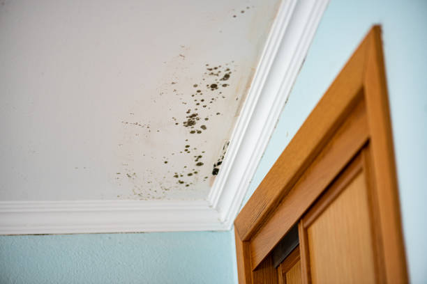 Best Attic Mold Removal  in Syracuse, IN