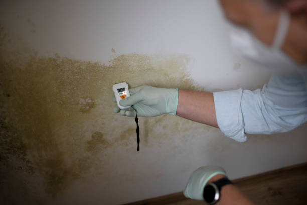 Best Mold Inspection  in Syracuse, IN