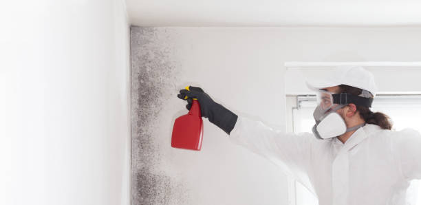 Professional Mold Removal in Syracuse, IN