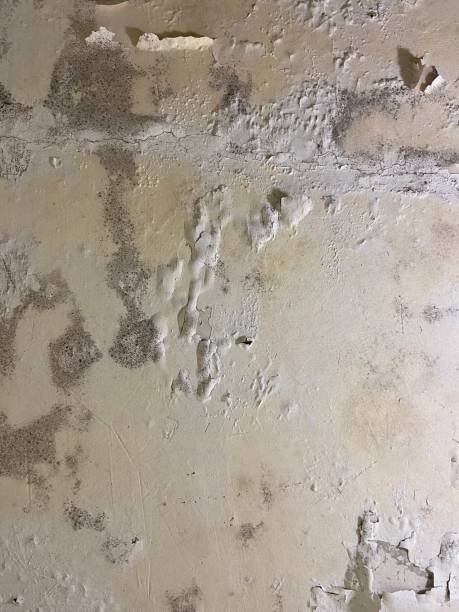 Best Fast Mold Removal  in Syracuse, IN