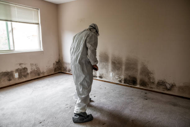 Best Certified Mold Removal  in Syracuse, IN