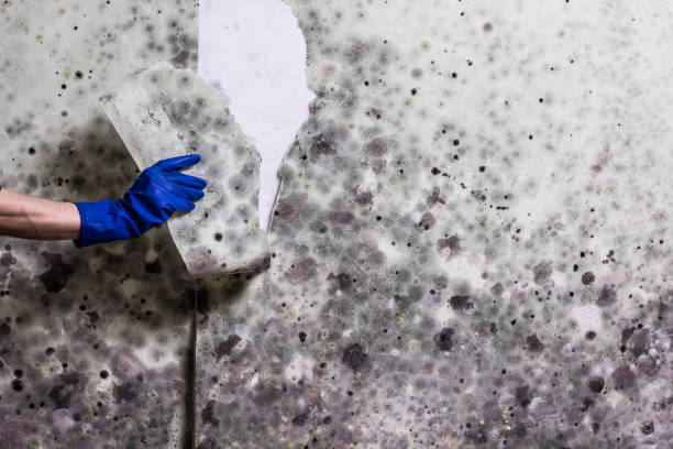 Certified Mold Removal in Syracuse, IN